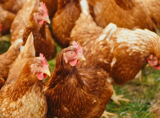 a close up of a group of brown chickens