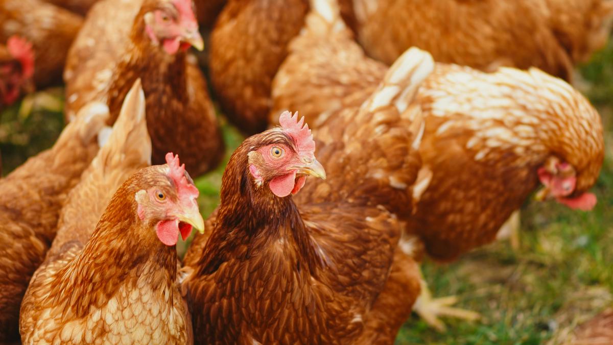 a close up of a group of brown chickens