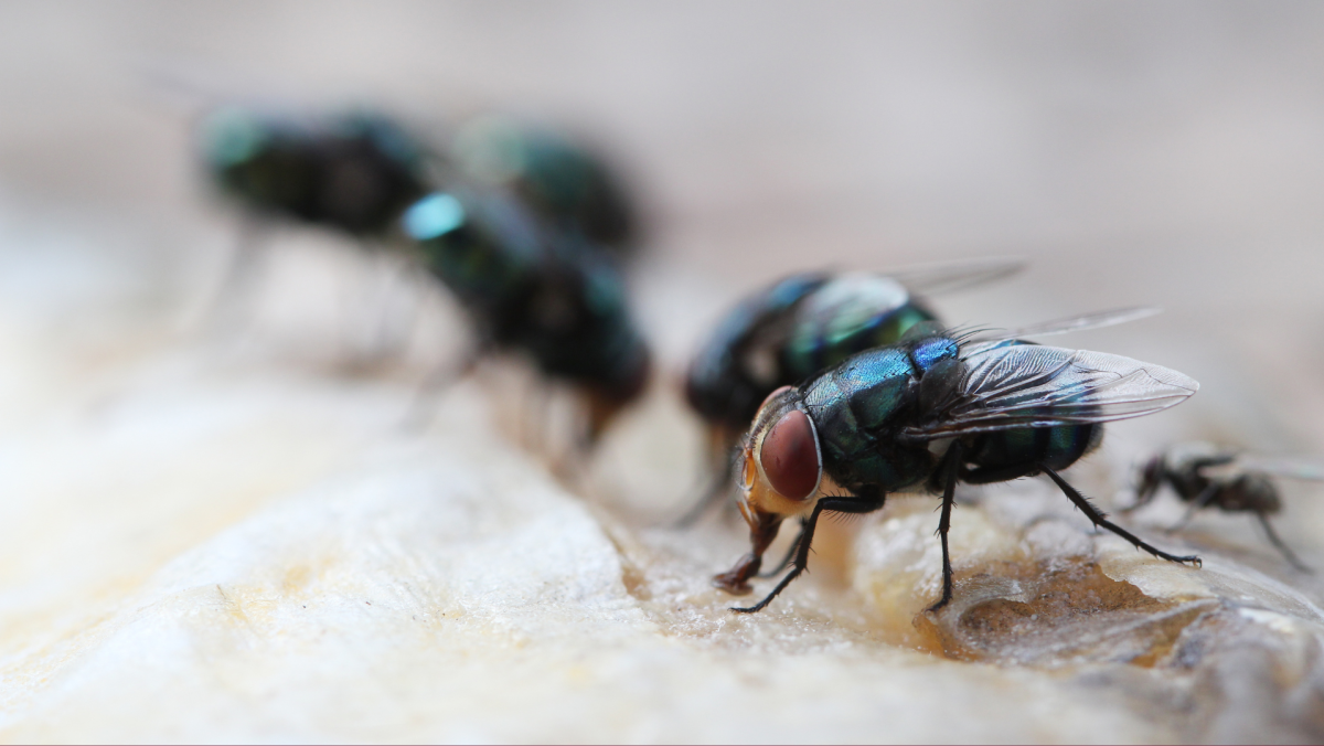 A close up image of a bluebottle fly on a white surface.