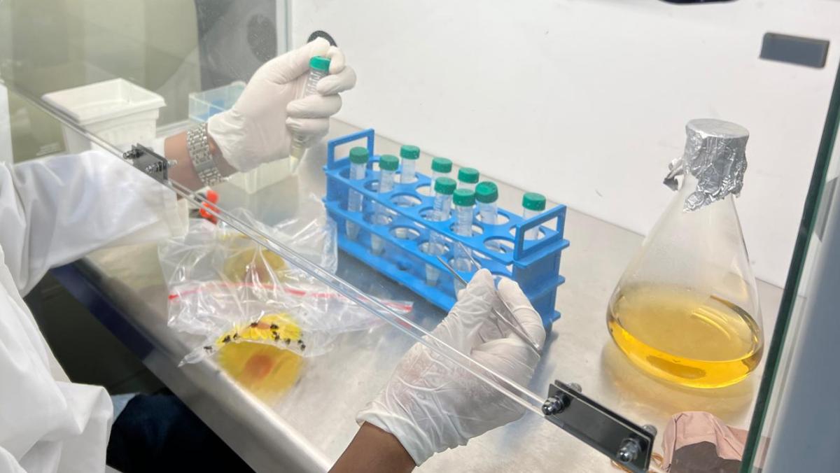 A pair of hands belonging to a researcher reach into transparent box to handle chemicals for tests