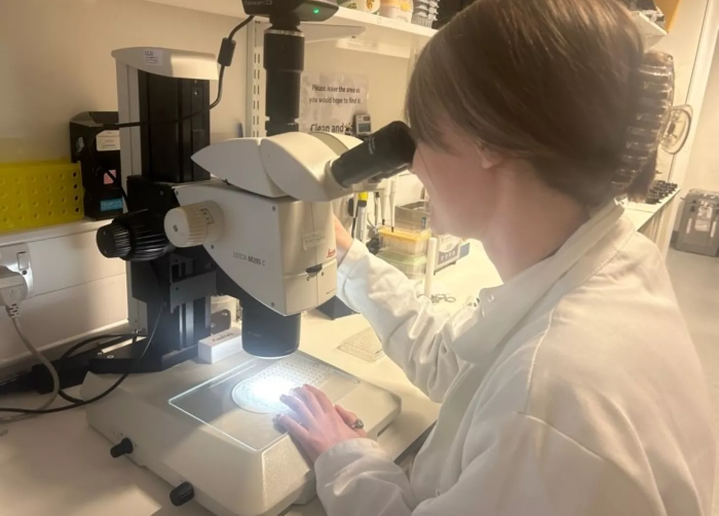 Dr Helen Smith working at a microscope in the lab