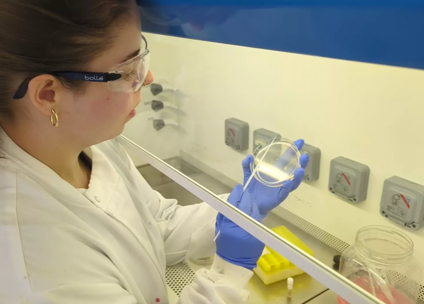 Sarah Langhorne streaking an agar plate with bacteria inside a safety cabinet.